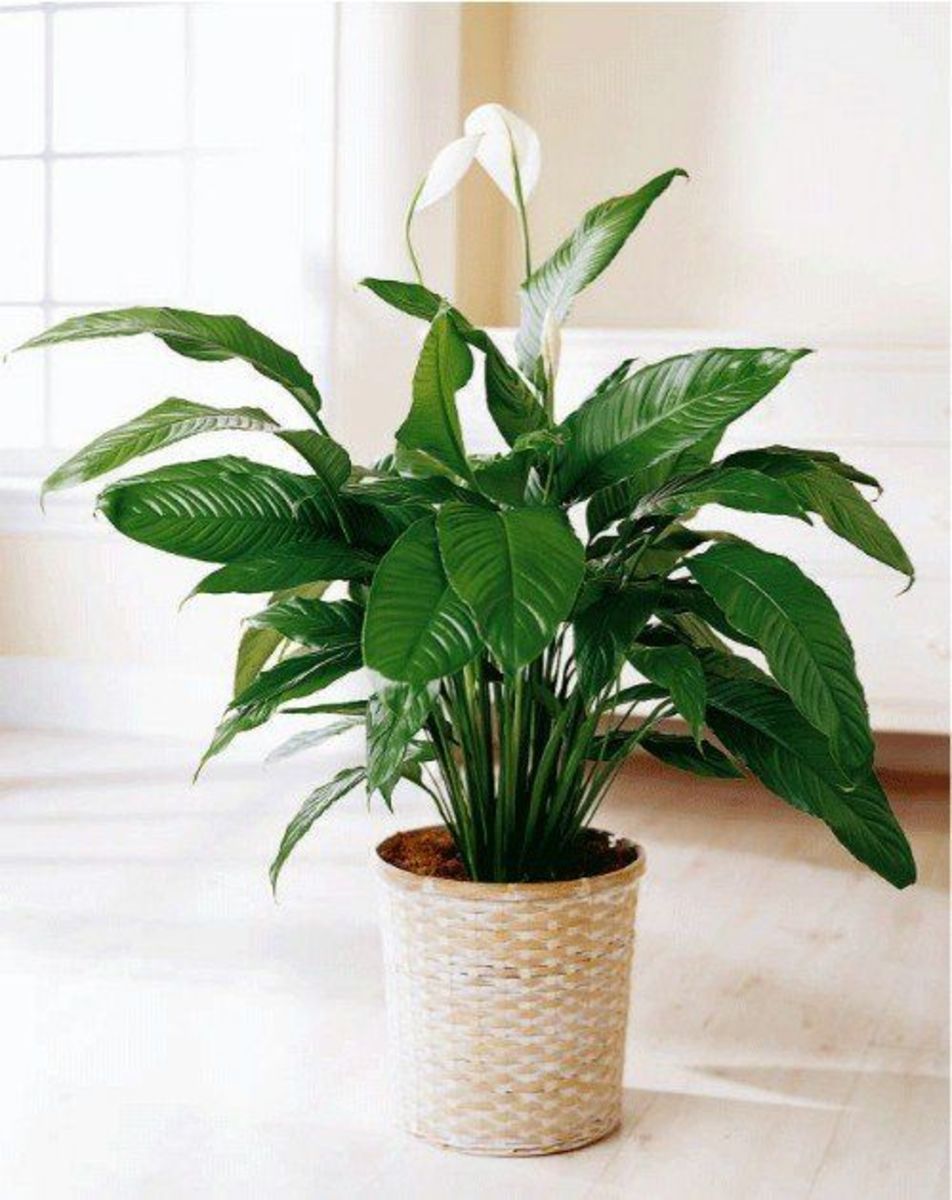 peace-lily